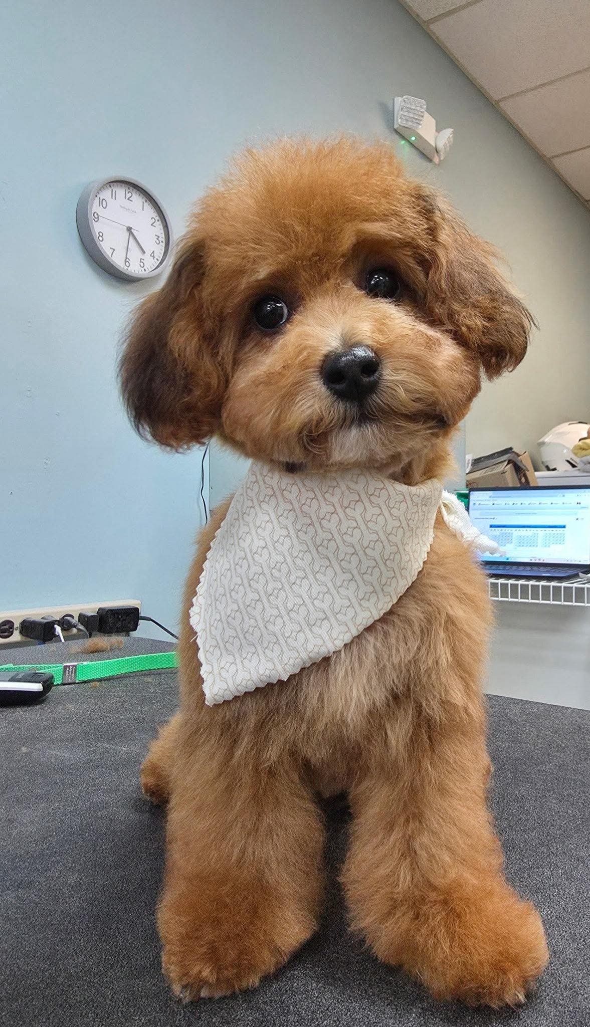 Small brown teddy bear style dog sitting on table wearing a white bandana